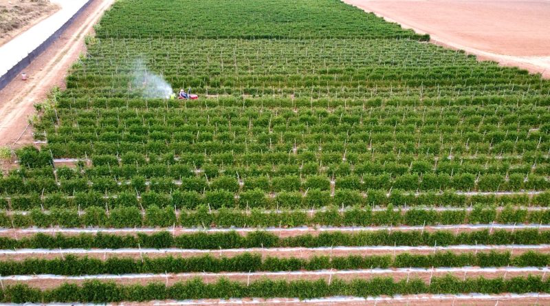farm agriculture field California
