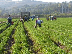 Federal Judge Rules Trump Administration’s Farmworker Wage Cuts Unlawful
