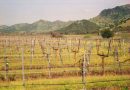 farm agriculture field California