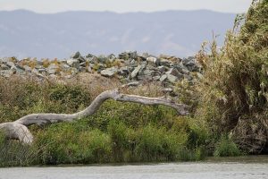 State Water Board Faces Pushback on Bay-Delta Plan Ahead of October Vote