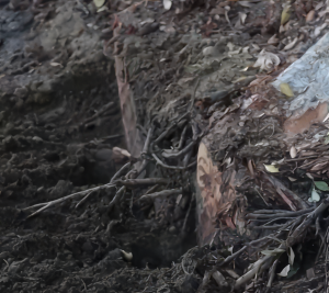 Neighbors Say Roadwork Near Harvard and Van Ness Is Cutting Tree Roots and Threatening Trees