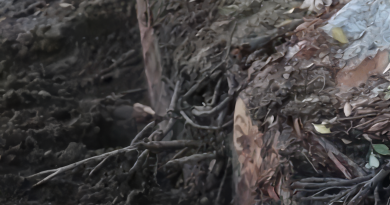 Tree roots exposed in a trench