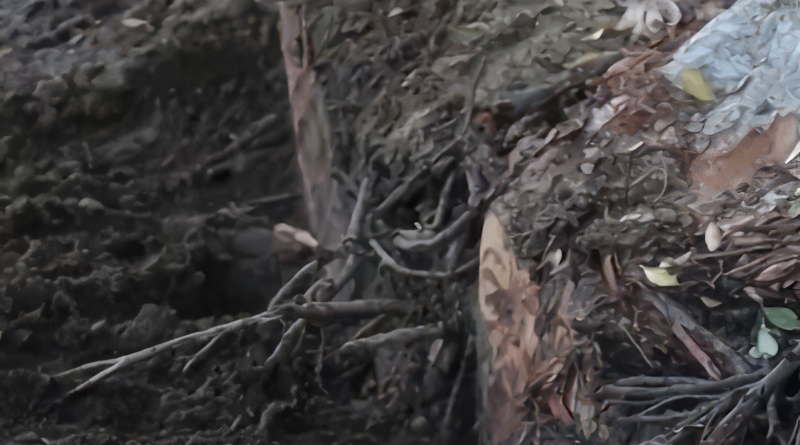 Tree roots exposed in a trench